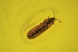 Fossil Larva In Baltic Amber #93821-1